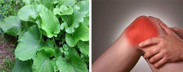 Avantages de la bardane pour l'arthrose de l'articulation du genou